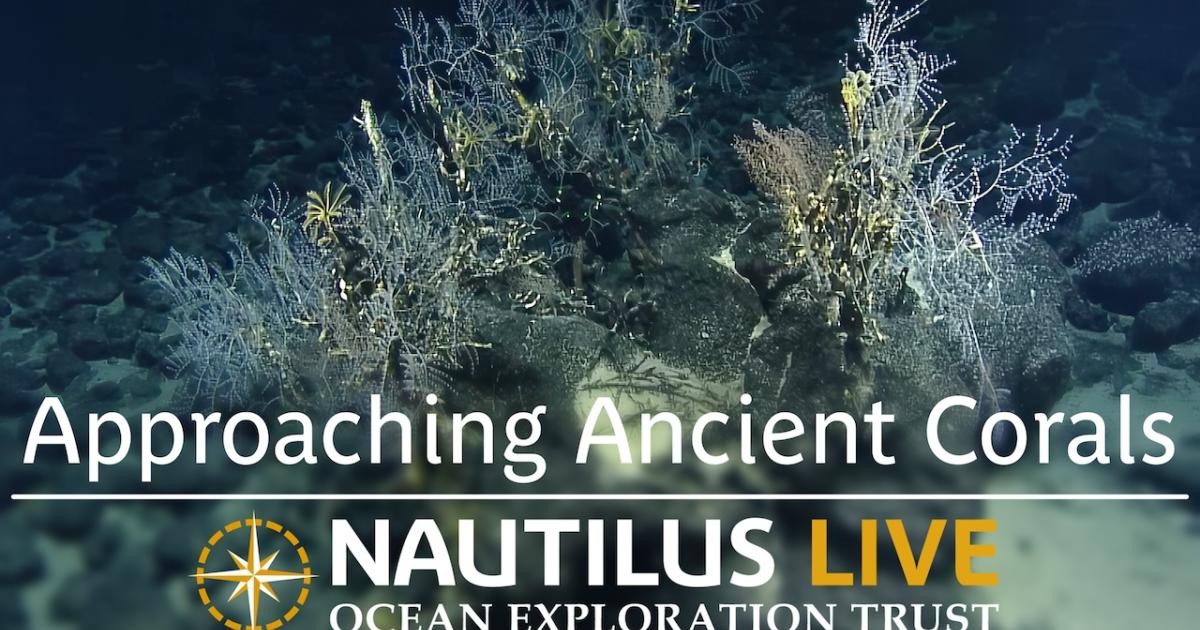 Approaching Ancient Corals With New Technology Nautilus Live